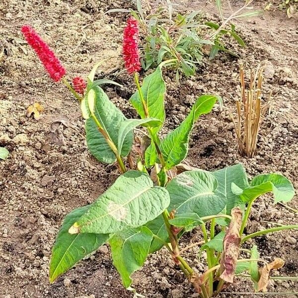 Persicaria orientalis Облик