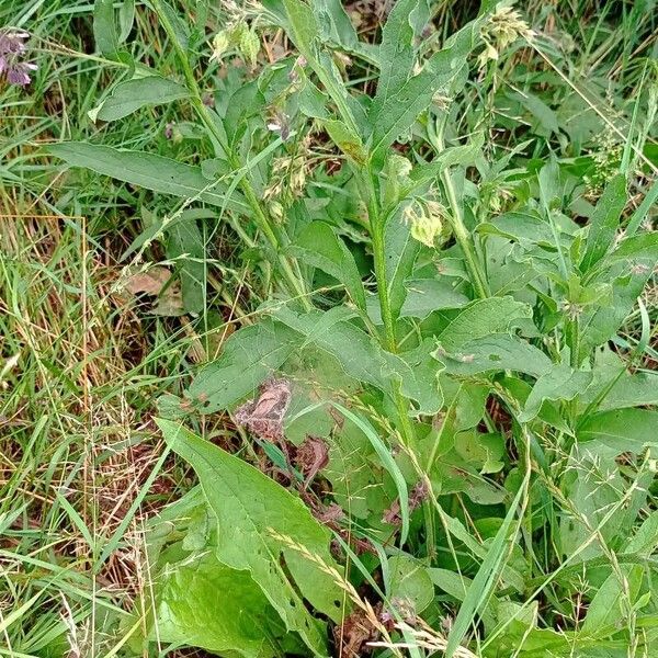 Symphytum officinale Habit