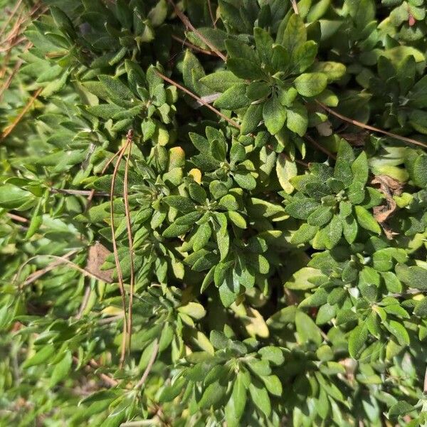 Eriogonum umbellatum List