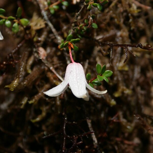 Rhododendron anagalliflorum Flower