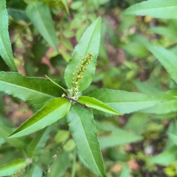 Croton bonplandianus Leaf