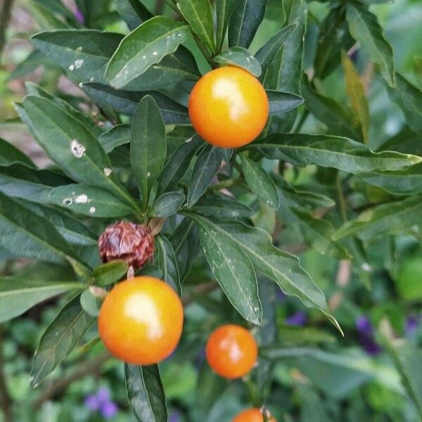 Solanum pseudocapsicum Levél