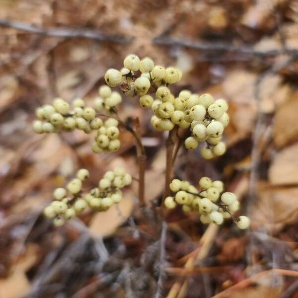 Toxicodendron rydbergii Плід