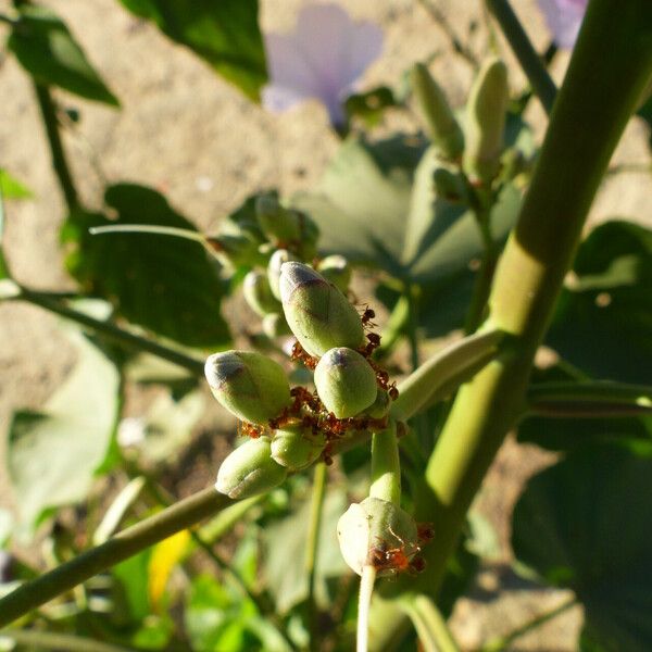 Ipomoea carnea Fruit