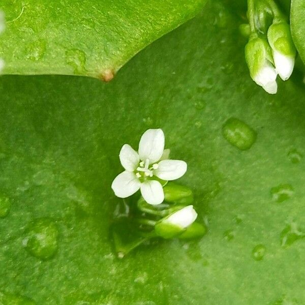 Claytonia perfoliata Λουλούδι