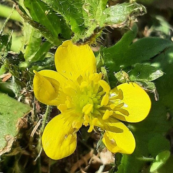 Ranunculus muricatus Квітка