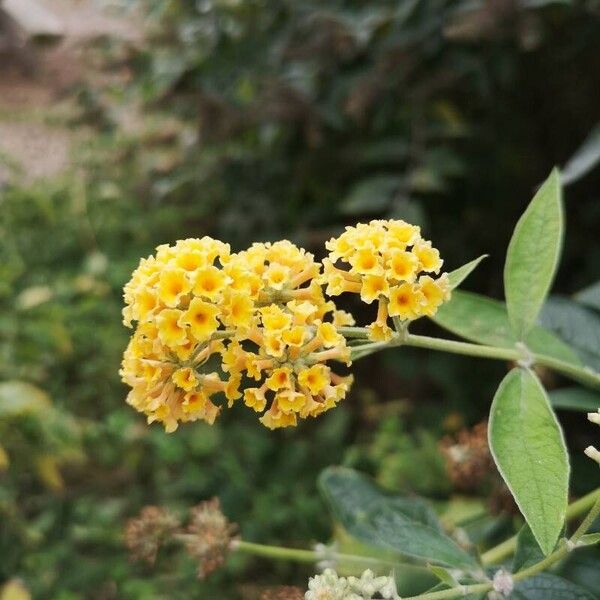 Buddleja globosa Žiedas