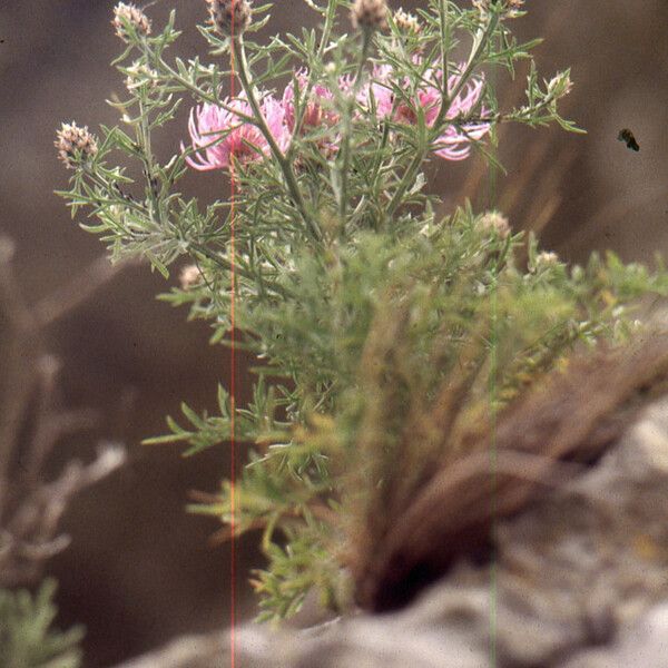 Centaurea corymbosa Hábito