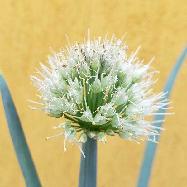 Allium fistulosum Цвят