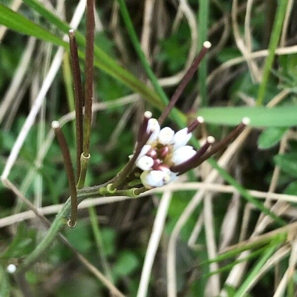 Cardamine flexuosa Blomst