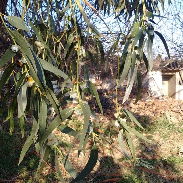 Eucalyptus globulus Лист