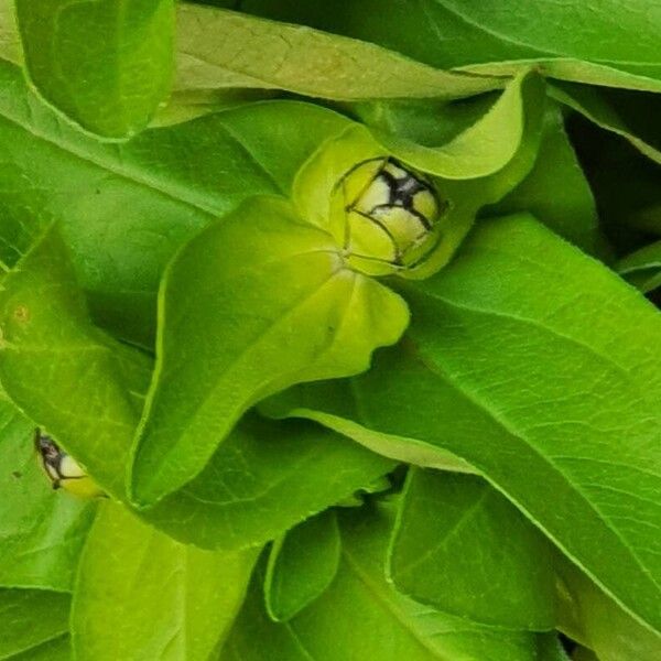 Zinnia elegans Blatt