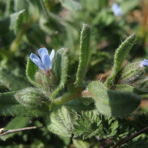 Nonea micrantha Blatt