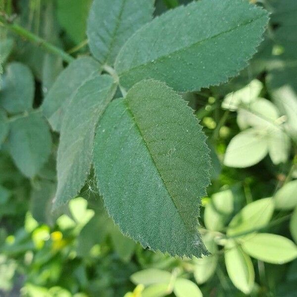 Rosa rubiginosa Leaf