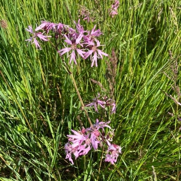 Lychnis flos-cuculi Flower