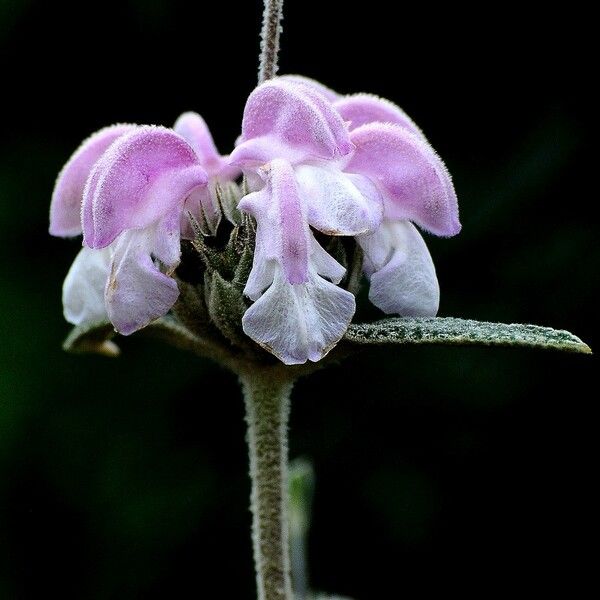 Phlomis purpurea Кветка