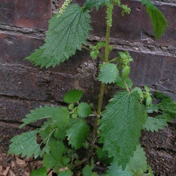 Urtica membranacea Folha