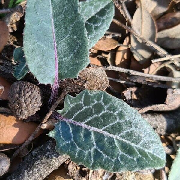 Klasea pinnatifida Leaf