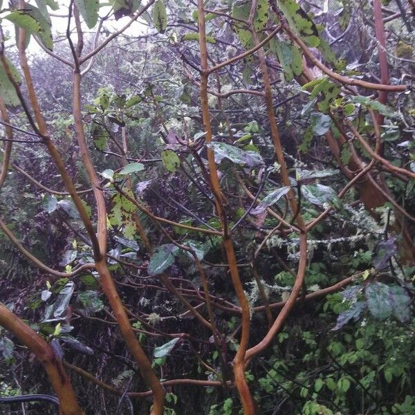 Arbutus menziesii 形态