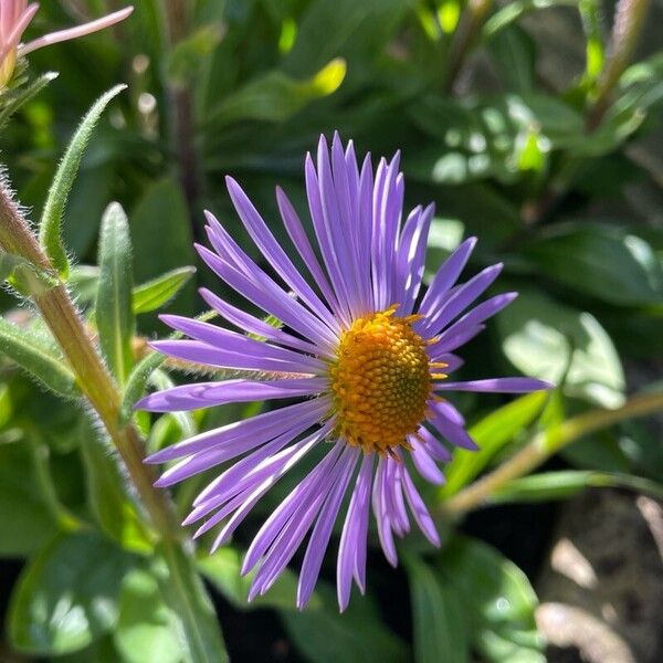 Erigeron speciosus Blodyn