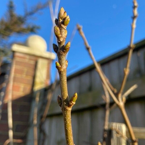 Forsythia viridissima बार्क (छाल)