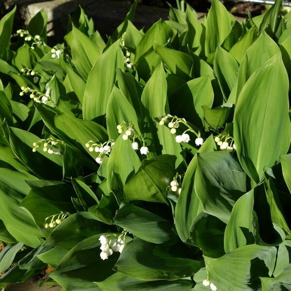 Convallaria majalis 整株植物