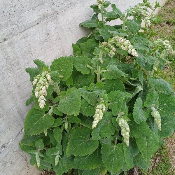 Salvia sclarea Habit