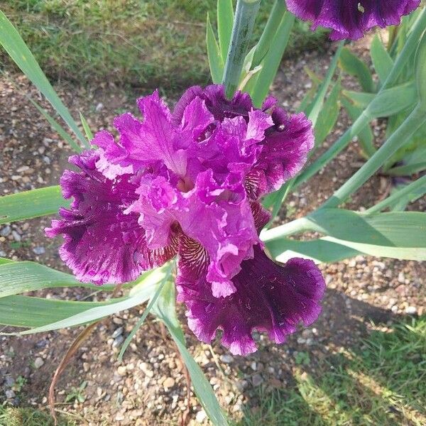 Iris barbatula Kvet