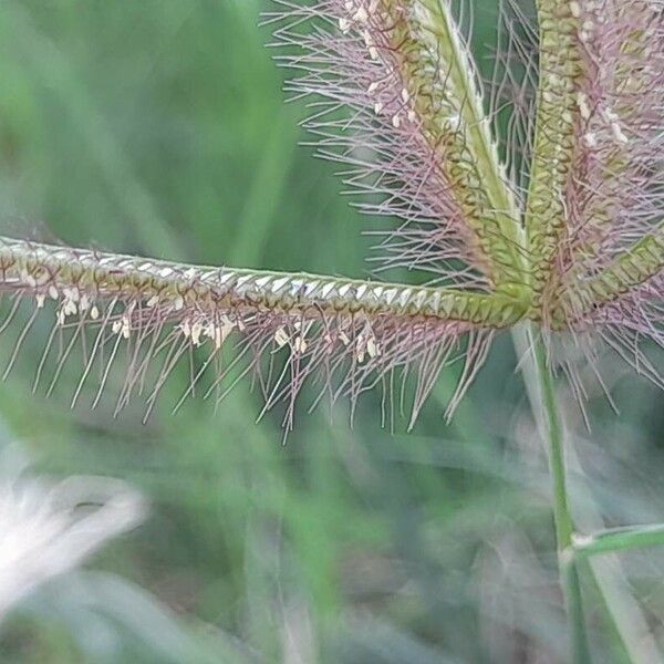 Chloris barbata Blomst