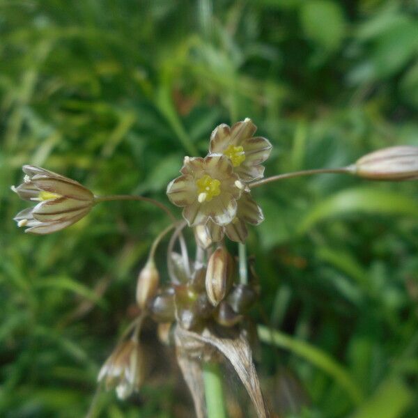 Allium oleraceum Floare