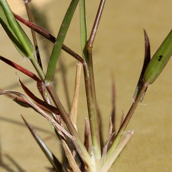 Eragrostis mexicana Φλοιός