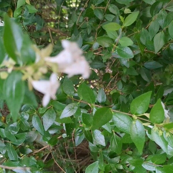 Abelia × grandiflora Blomst