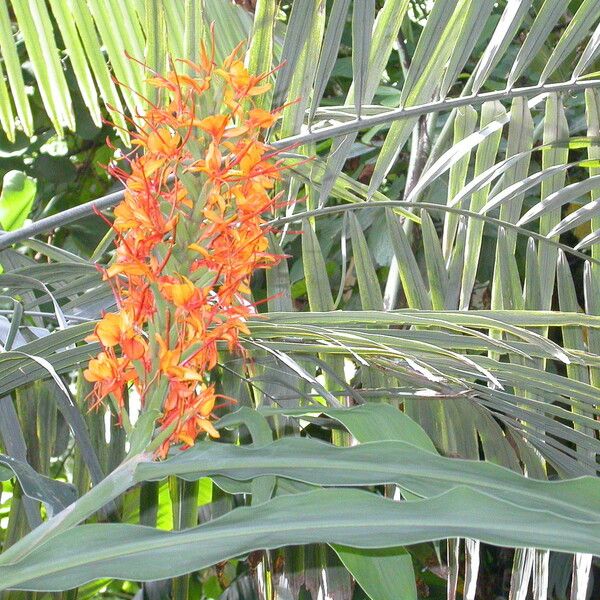 Hedychium coccineum Blomma