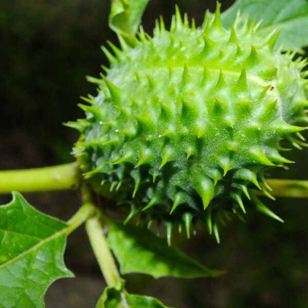 Datura stramonium Fruit