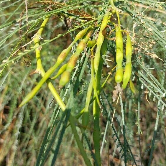 Parkinsonia aculeata ᱡᱚ