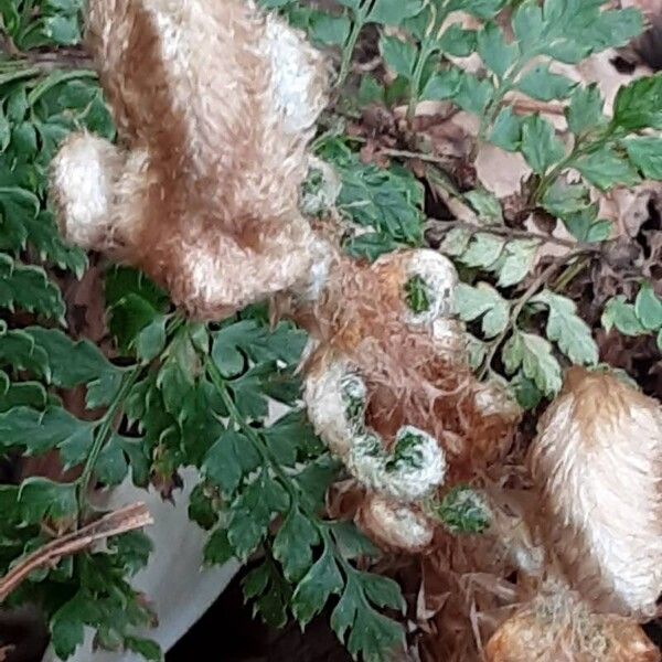 Polypodium cambricum Лист