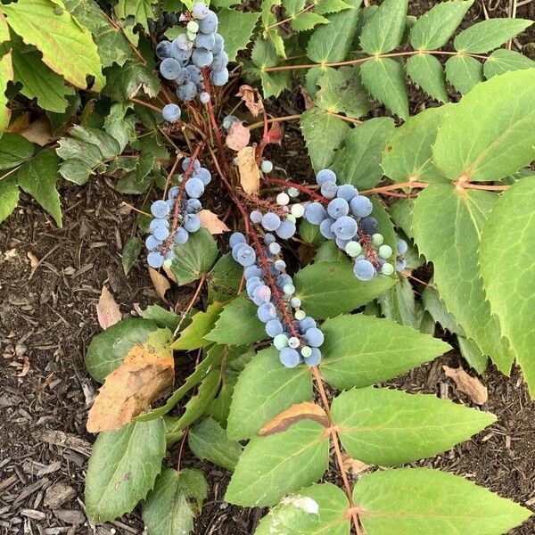 Berberis nervosa Leaf