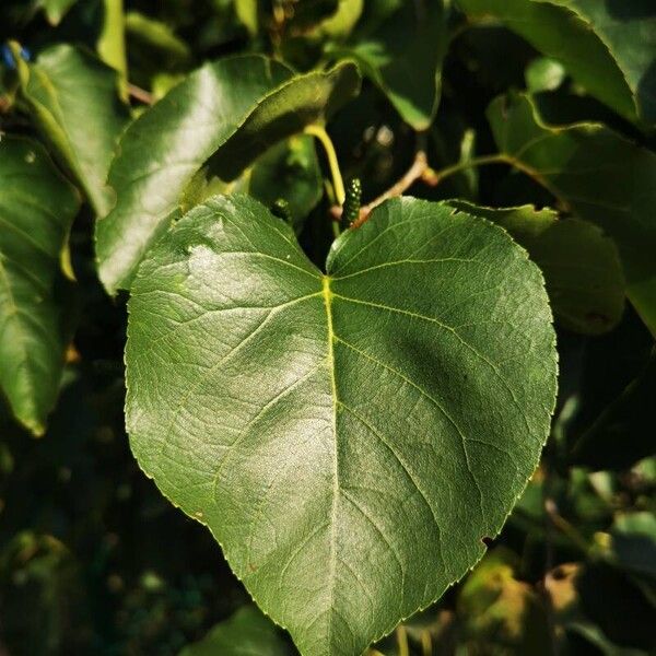 Alnus cordata Blad