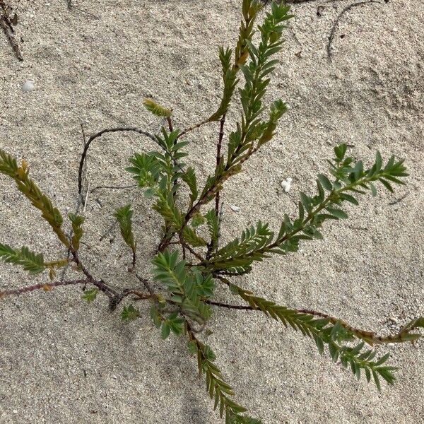 Euphorbia mesembryanthemifolia Folha