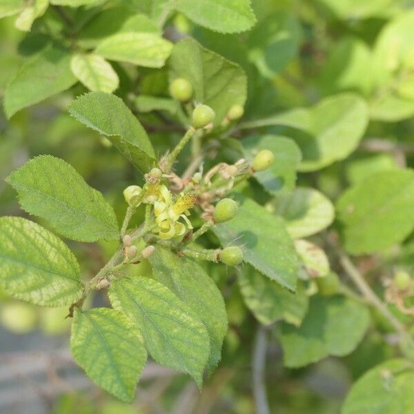 Grewia flavescens Fruit