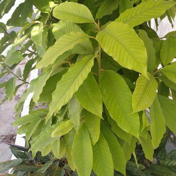 Magnolia champaca Leaf