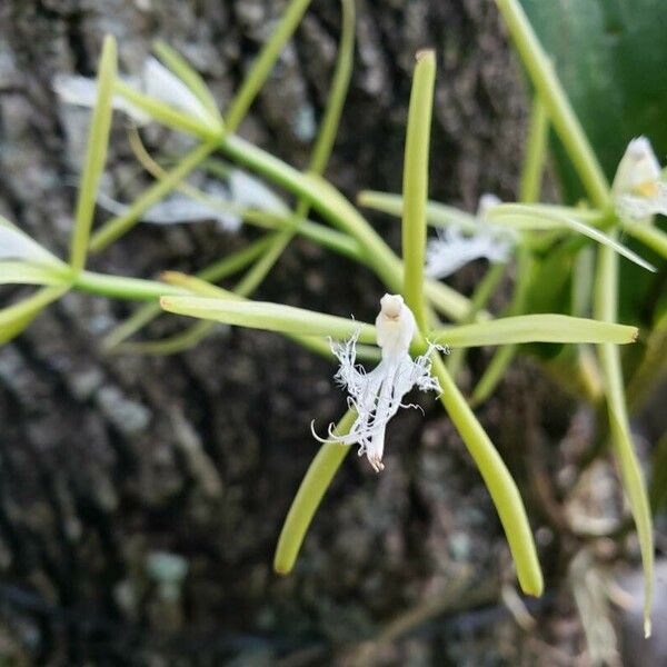 Epidendrum ciliare Kvet