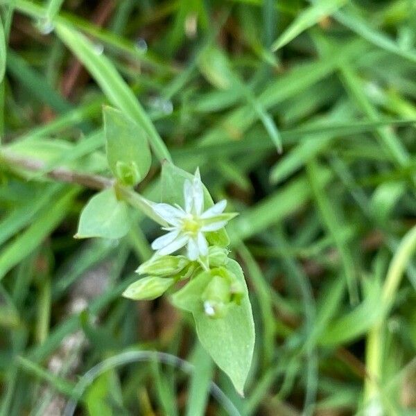 Stellaria alsine Õis