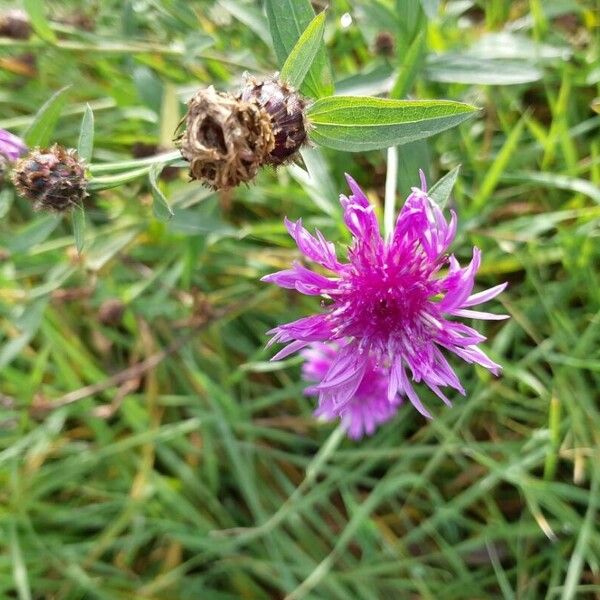 Centaurea jacea Virág