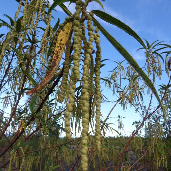 Boehmeria penduliflora Fiore