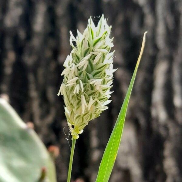 Phalaris canariensis Λουλούδι
