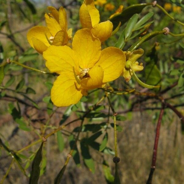 Senna occidentalis 花