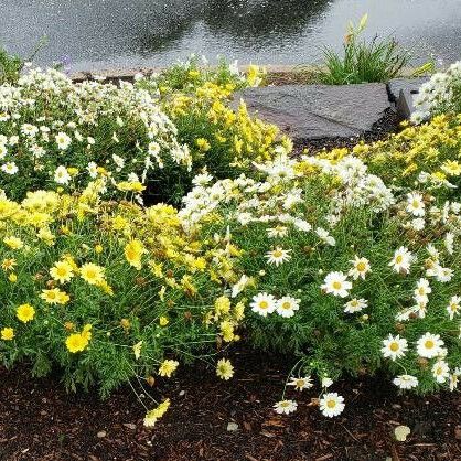 Argyranthemum frutescens Habit