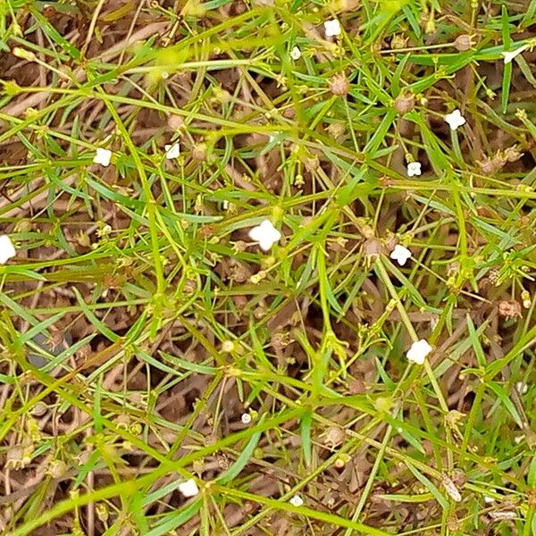 Oldenlandia lancifolia Bloem