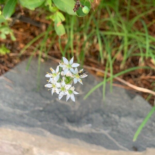 Allium canadense Bloem